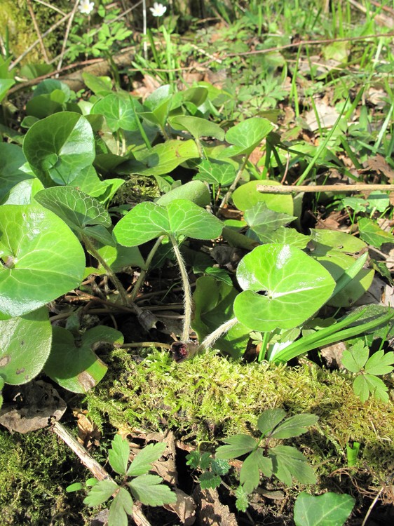 Asarum europaeum